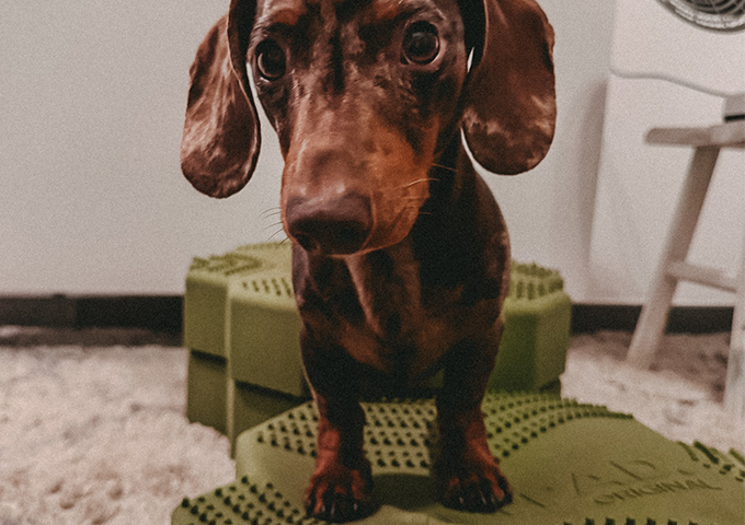 Home HUnd Physio Worpswede