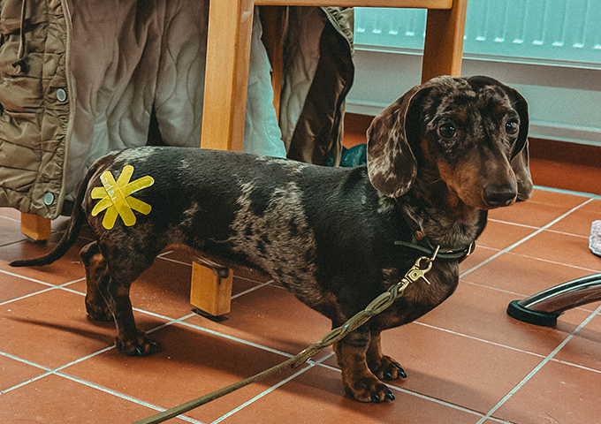 Home Hund Taping Worpswede