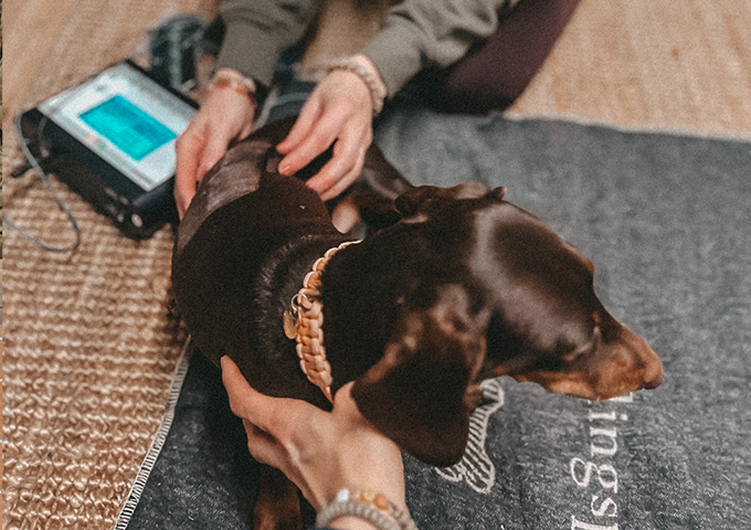 Home TierPhysio Worpswede 2