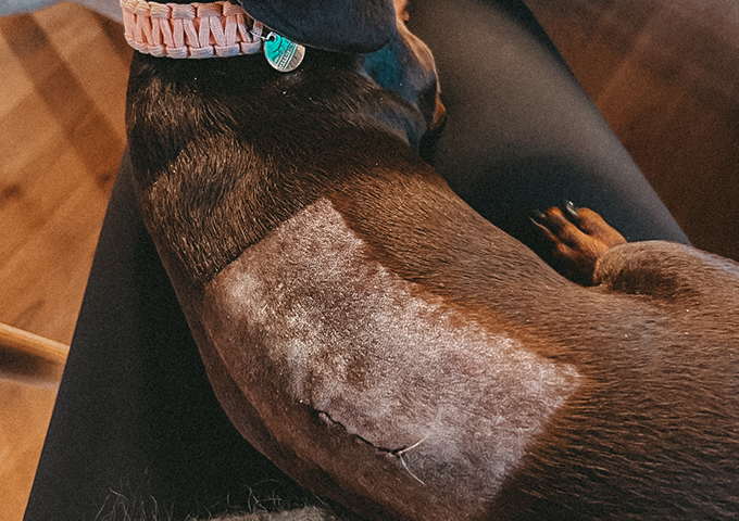 Home TierPhysio Worpswede 3