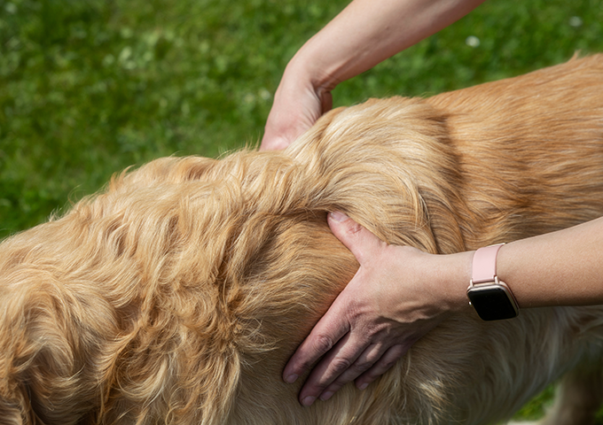 Home tierphysio hunde worpswede 3png