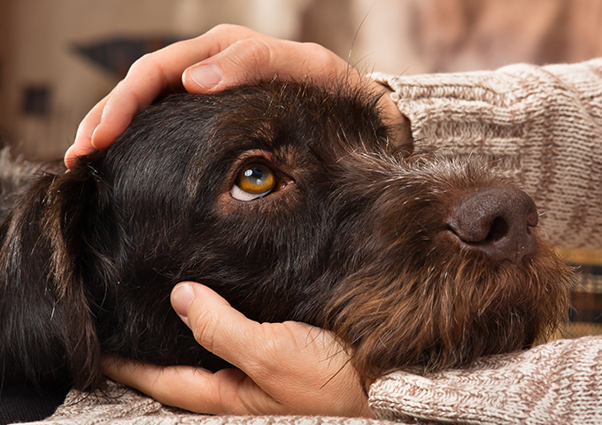 Home Tierphysio Hunde Worpswede 4png