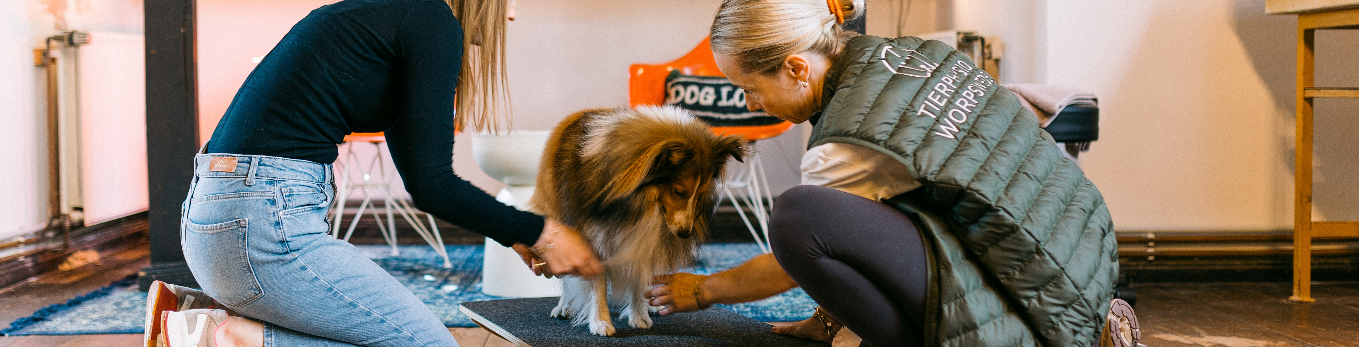 tierphysio worpswede hund bild